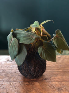 Kokedamas