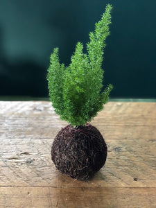 Kokedamas