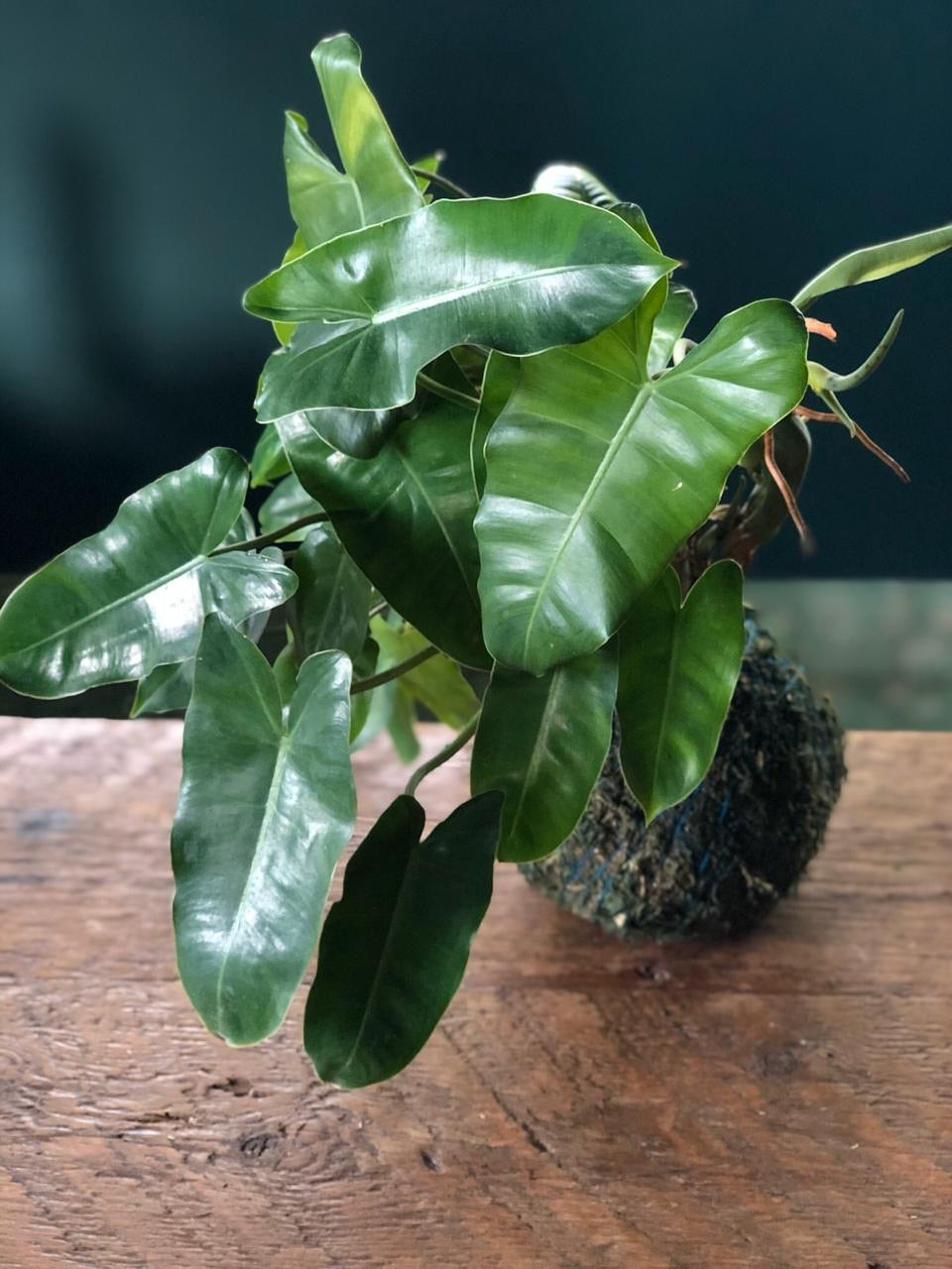 Kokedamas